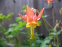 Crimson columbine in the garden